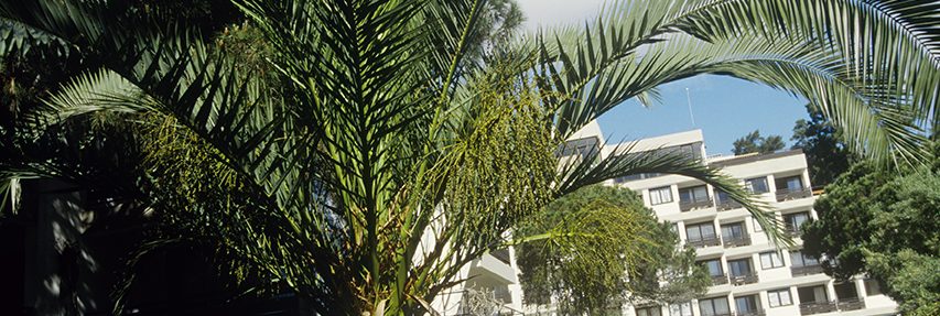 Club Med Da Balaia, Portugal - Picture of the complex and some palmtrees 